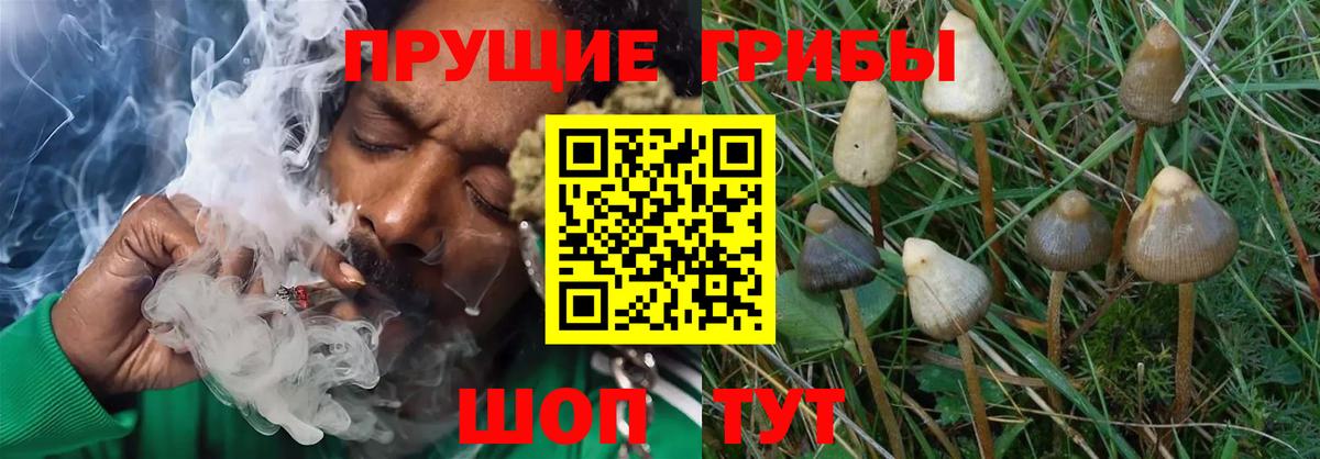 Галлюциногенные грибы прущие грибы Усинск
